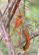 Ophion sp.