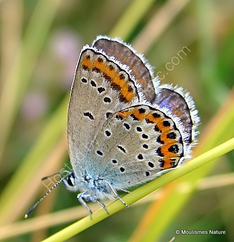 Reverdin's Blue (Plebejus argyrognomon) F