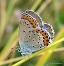 Reverdin's Blue (Plebejus argyrognomon) F
