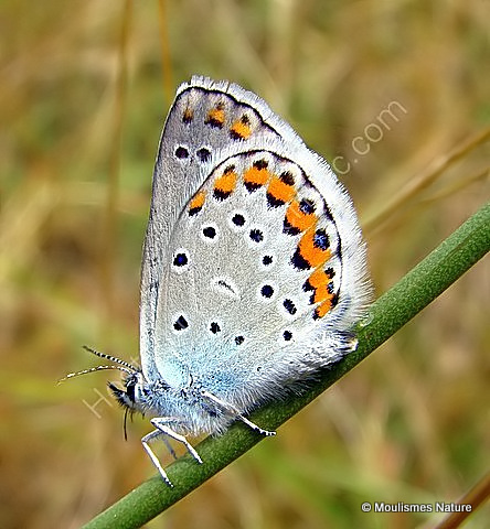 Reverdin's Blue (Plebejus argyrognomon) M