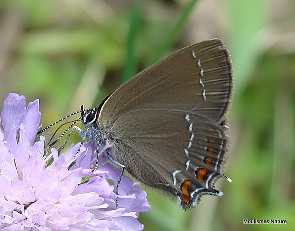 Ilex Hairstreak (Satyrium ilicis)