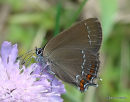 Ilex Hairstreak (Satyrium ilicis)