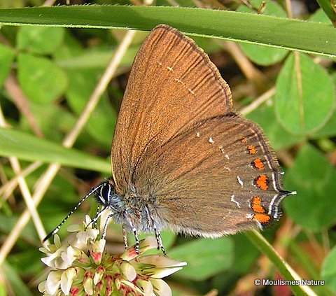 Ilex Hairstreak (Satyrium ilicis)