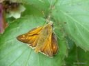 Large Skipper (Ochlodes venatus) M