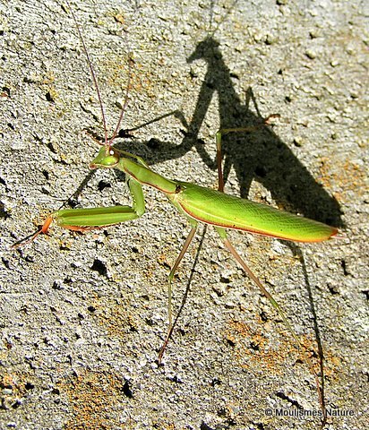 Praying Mantis (Mantis religiosa)