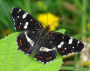 Map Butterfly (Araschnia levana)