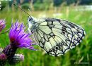 Marbled White (Melanargia galathea)