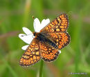 Marsh Fritillary (Euphydryas aurinia)