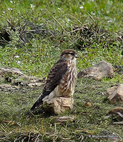 Merlin (Falco columbarius) Juv