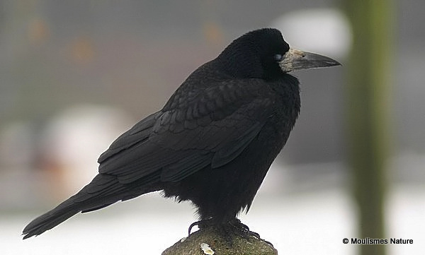 Rook (Corvus frugilegus)