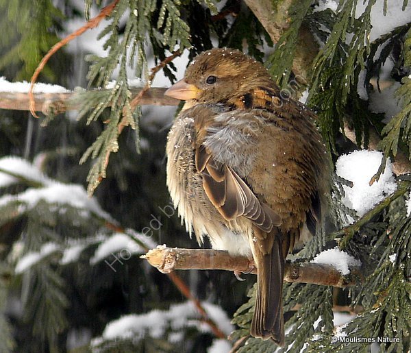 House Sparrow (Passer domesticus) F