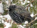Common Starling (Sturnus vulgaris) Ad-W