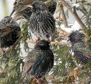 Common Starlings (Sturnus vulgaris) Ad-W