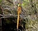 Norfolk Hawker (Anaciaeshna isosceles) M
