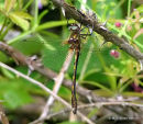 Orange-spotted Emerald (Oxygastra curtisii) M, Cordulie a corps fin