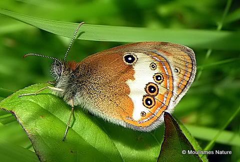 Pearly Heath (Coenonympha arcania)
