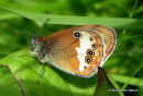 Pearly Heath (Coenonympha arcania)