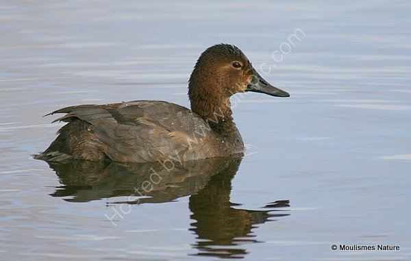 Common Pochard (Aythya ferina) F-W