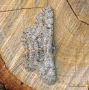 Pale Oak Beauty (Hypomecis punctinalis)