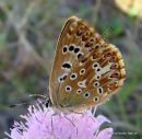 Adonis Blue (Lysandra bellargus) F