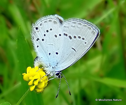 Provencal Short-tailed Blue (Everes alcetas) M