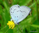 Provencal Short-tailed Blue (Everes alcetas) M