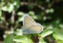 Provencal Short-tailed Blue (Everes alcetas) M