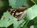 Purple Emperor (Apatura iris)