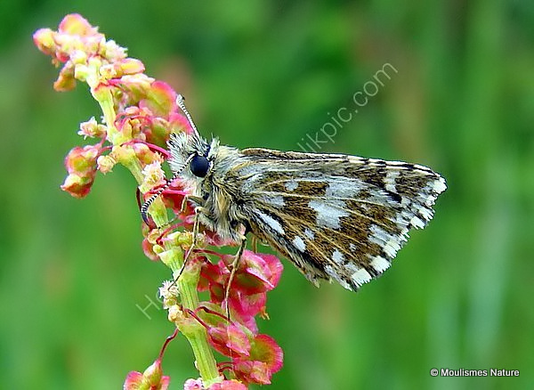Grizzled Skipper (Pyrgus malvae)