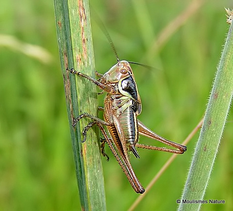 Roesel's Bush-cricket (Metrioptera roeselii) M