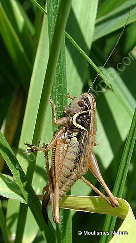 Roesel's Bush-cricket (Metrioptera roeselii) F