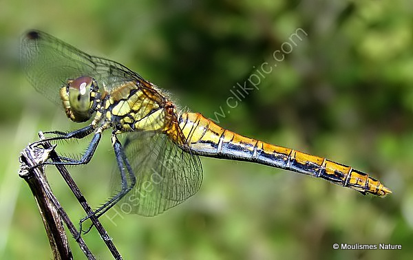 Ruddy Darter (Sympetrum sanguineum) F