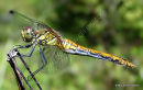 Ruddy Darter (Sympetrum sanguineum) F