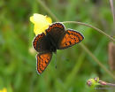 Sooty Copper (Lycaena tityrus) F
