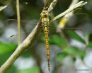 Southern Migrant Hawker (Aeshna affinis) F