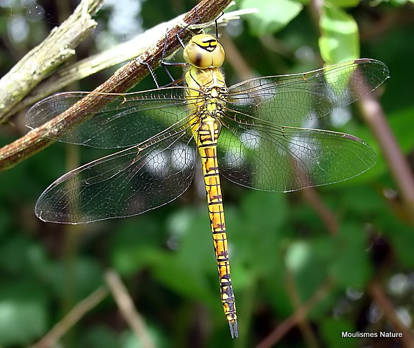 Southern Migrant Hawker (Aeshna affinis) F