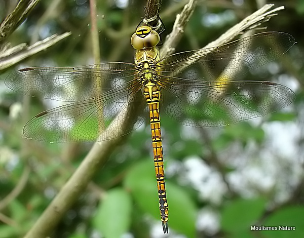 Southern Migrant Hawker (Aeshna affinis) F