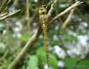 Southern Migrant Hawker (Aeshna affinis) F
