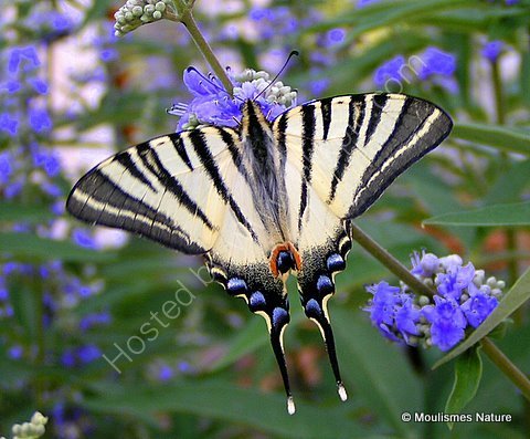 Scarce Swallowtail (Iphiclides podalirius)