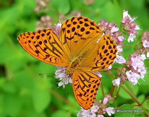Silver-washed Fritillary (Argynnis paphia) M
