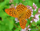 Silver-washed Fritillary (Argynnis paphia) M