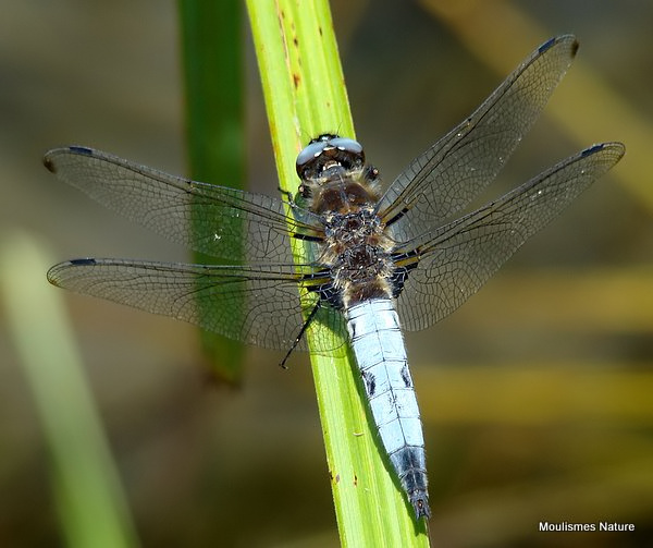 Scarce Chaser (Libellula fulva) M