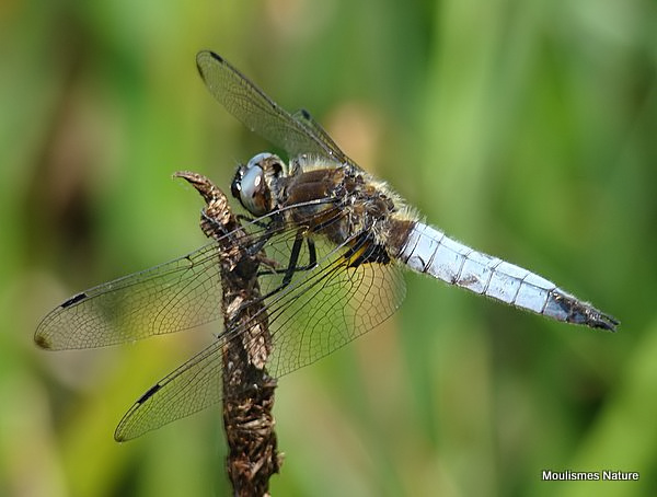 Scarce Chaser (Libellula fulva) M, Libellule fauve