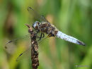 Scarce Chaser (Libellula fulva) M, Libellule fauve