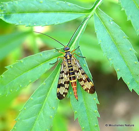 Scorpion Fly (Panorpa meridionalis) M