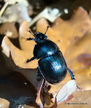 Dor Beetle (Geotrupes stercoriarius)