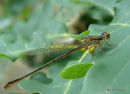 Small Red Damsefly (Ceriagrion tenellum) F-Imm