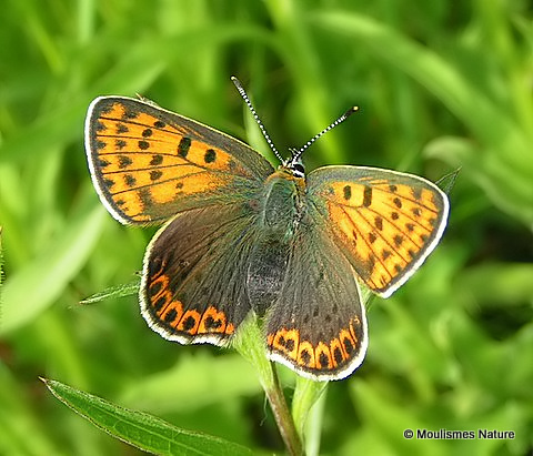 Sooty Copper (Lycaena tityrus) F