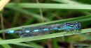 Southern Damselfly (Coenagrion mercuriale) M