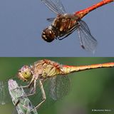 Sympetrum vulgatum/S. meridionale M